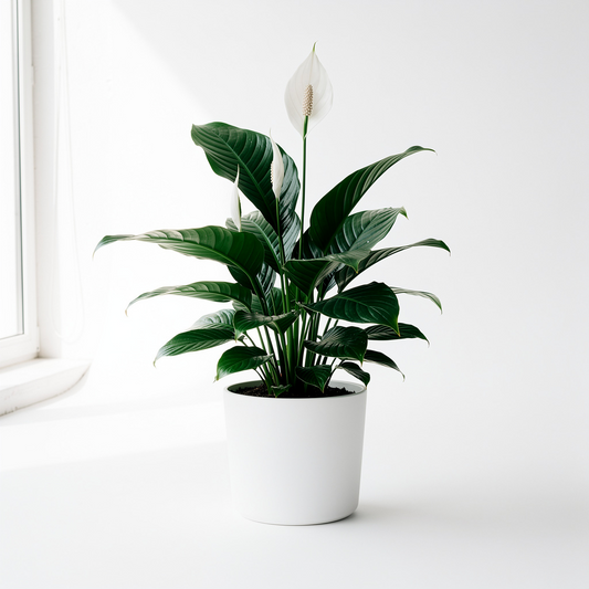 Quiet Bloom Peace Lily