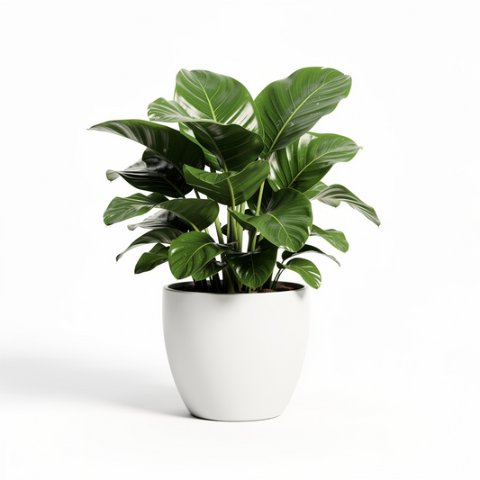 Deep Canopy Plant
