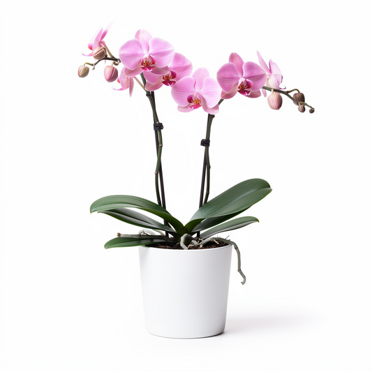 Blush Arc Orchid